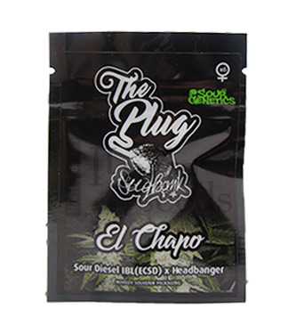 El Chapo > The Plug Seedbank | Feminized Marijuana   |  Sativa