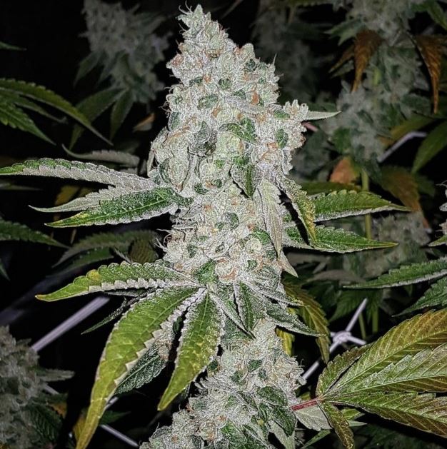 El Chapo > The Plug Seedbank | Feminized Marijuana   |  Sativa