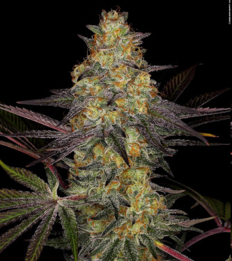 El Dorado OG > Paradise Seeds | Feminized Cannabis   |  Indica