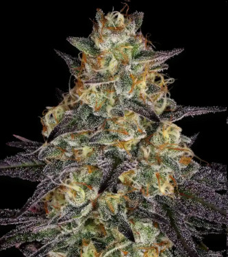 El Dorado OG > Paradise Seeds | Feminized Marijuana   |  Indica