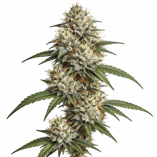 El Mero Samen > Barneys Farm | Feminisierte Hanfsamen  |  Indica