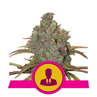 Feminized Cannabis Seeds - Royal Queen Seeds