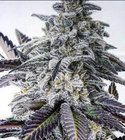 Eleven Roses > Delicious Seeds | Feminisierte Hanfsamen  |  Indica