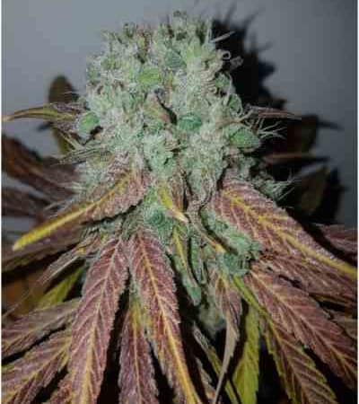 Eleven Roses > Delicious Seeds | Feminisierte Hanfsamen  |  Indica