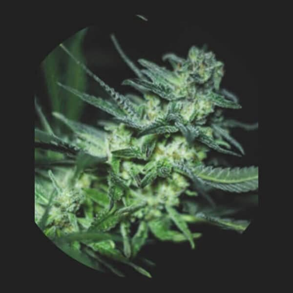 Eli Seed > R-Kiem Seeds | Feminized Cannabis   |  Sativa