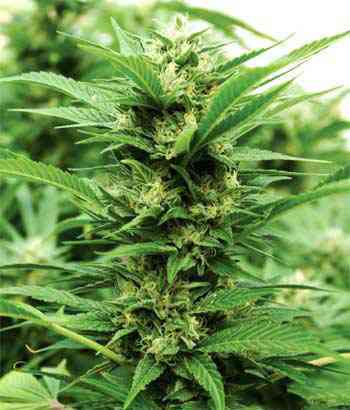 Emerald Jack > Emerald Triangle | Semillas feminizadas  |  Sativa