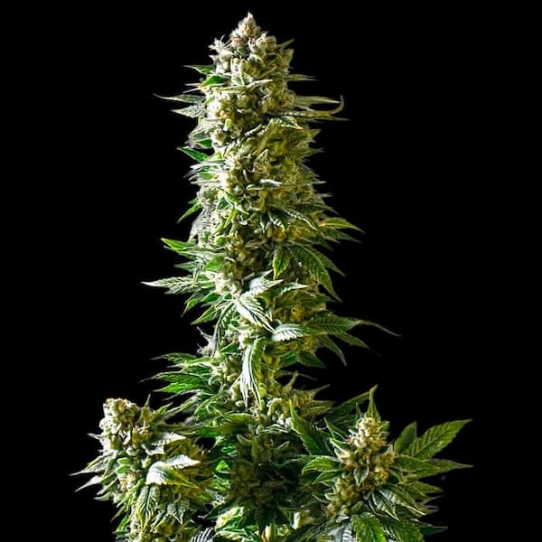 Empire Dragon > Empire Seeds | Feminized Cannabis   |  Sativa