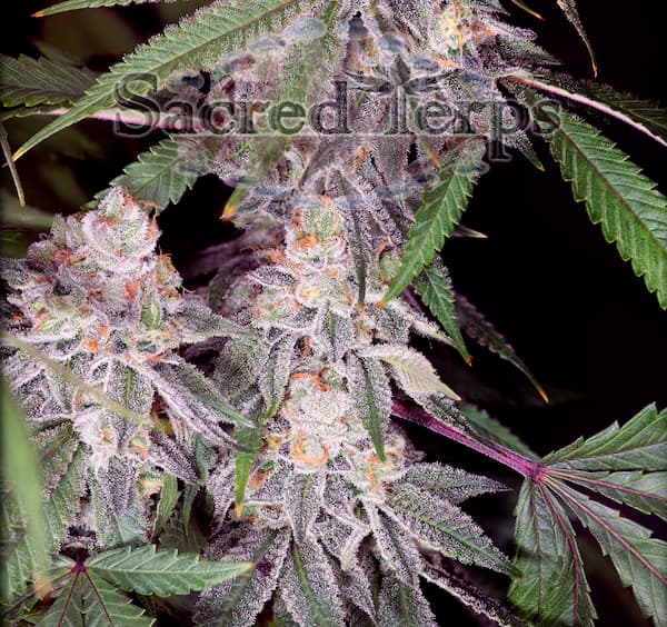 Empress #2 Seed > Sacred Terps | Feminized Cannabis   |  Indica