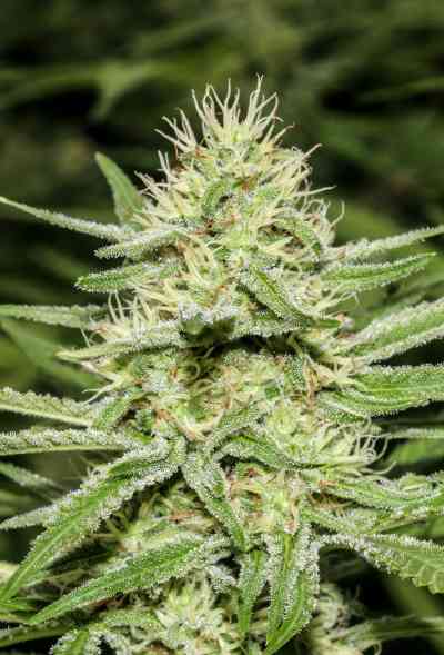 Enemys Dream > Super Strains | Feminisierte Hanfsamen  |  Indica