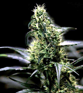 Energy Haze > Bulldog Seeds | Semillas feminizadas  |  Sativa