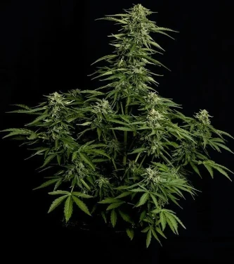 Auto Epsilon F1 > Royal Queen Seeds | Autoflowering Cannabis   |  Hybrid