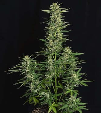 Auto Epsilon F1 > Royal Queen Seeds | Autoflowering Hanfsamen  |  Hybrid