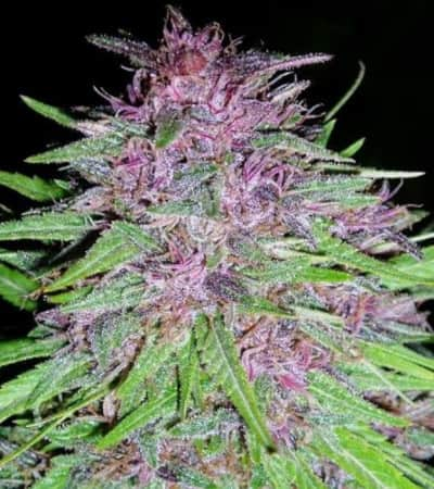 Erdpurt > ACE Seeds | CBD cannabis seeds  |  Indica