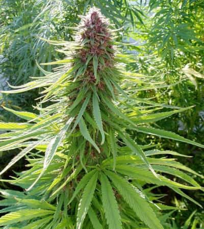 Erdpurt > ACE Seeds | CBD cannabis seeds  |  Indica