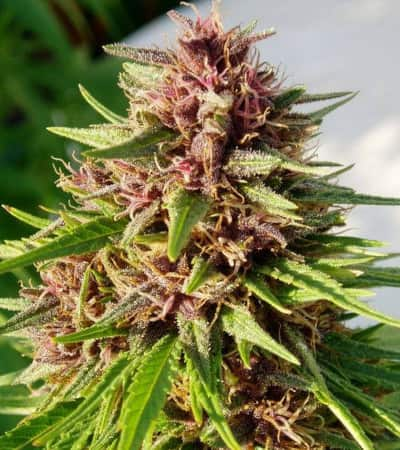 Erdpurt > ACE Seeds | CBD cannabis seeds  |  Indica