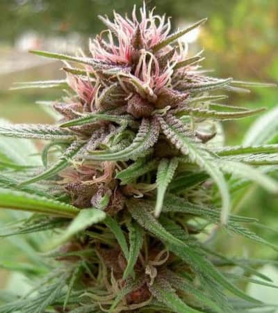 Erdpurt > ACE Seeds | Graines de cannabis médical CBD  |  Indica