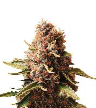 Euphoria CBD > Royal Queen Seeds | Semillas feminizadas  |  Índica