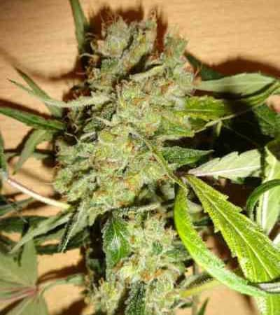 Euphoria CBD > Royal Queen Seeds | Feminisierte Hanfsamen  |  Indica