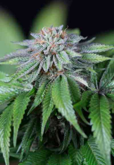 Ewe-2 > Humboldt Seed Organization | Feminisierte Hanfsamen  |  Indica