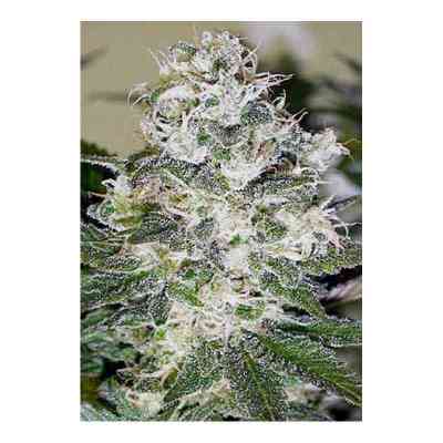 Exile Seed > Serious Seeds | Feminized Marijuana   |  Indica