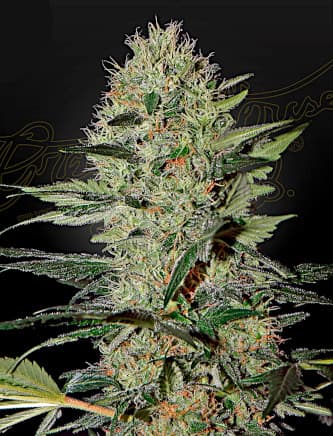 Exodus Cheese Automatic > Green House Seed Company | Autoflowering Cannabis   |  Indica