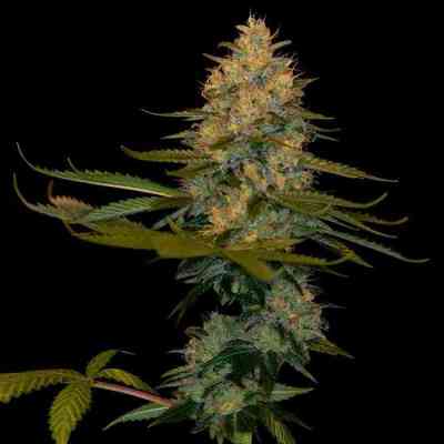 Exodus Kush Samen > DNA Genetics | Feminisierte Hanfsamen  |  Hybrid