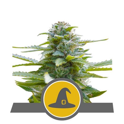 Exotic Witch > Royal Queen Seeds | Reguläre Hanfsamen  |  Sativa