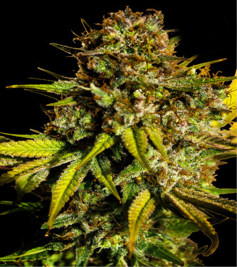 Extra Mintz > Bulk Seed Bank | Feminisierte Hanfsamen  |  Indica