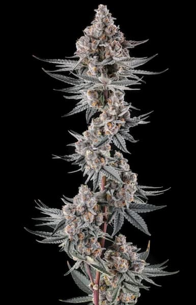 Eye of JAH Seed > Compound Genetics | Feminized Cannabis   |  Hybrid