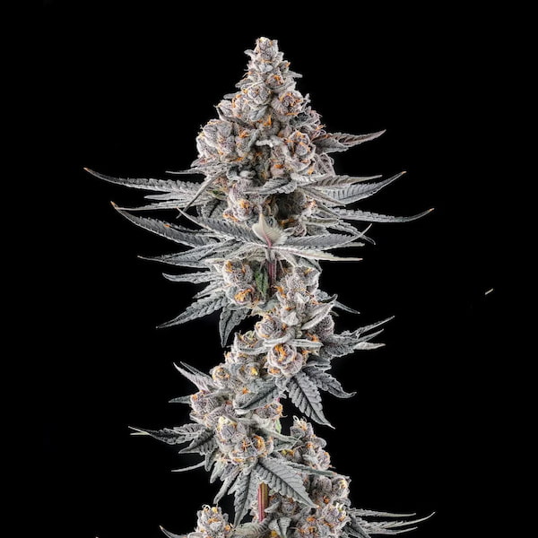 Eye of JAH Seed > Compound Genetics | Feminized Cannabis   |  Hybrid