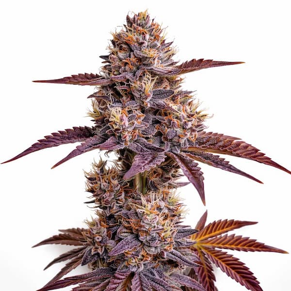 (Face Off x Dosidos) x K-Mintz Seed > Ripper Seeds | Feminized Cannabis   |  Indica