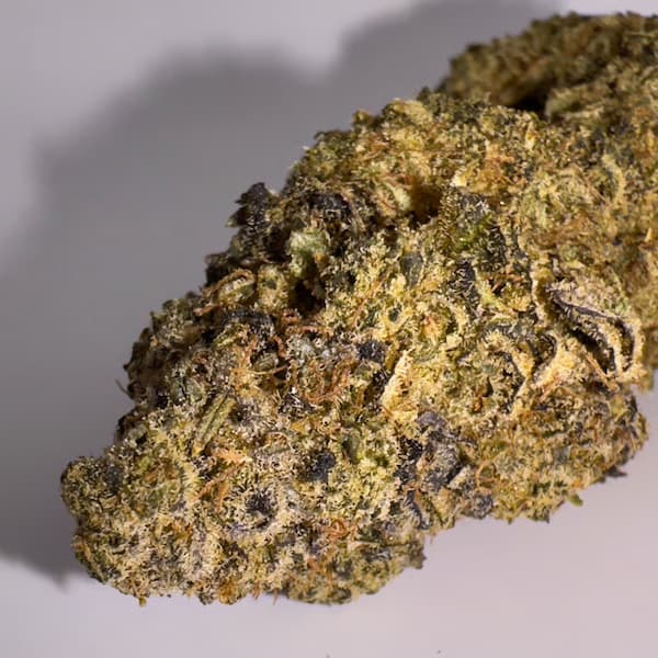 Falconfetti Seed > Mamiko Seeds | Regular Cannabis   |  Hybrid