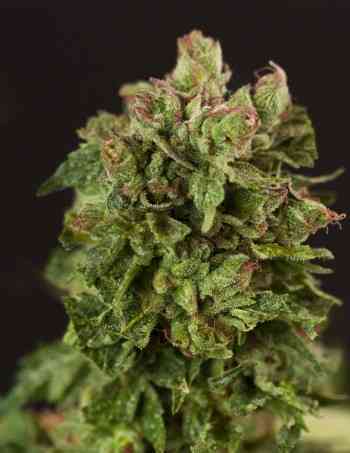 Fallen Angel > The Devil\'s Harvest Seed Company | Feminized Marijuana   |  Indica