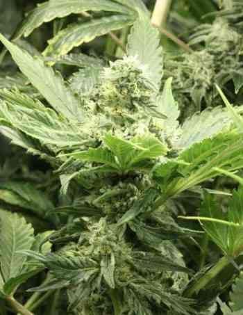 Fallen Angel > The Devil\'s Harvest Seed Company | Feminized Marijuana   |  Indica