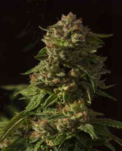 Fallen Angel > The Devil\'s Harvest Seed Company | Feminisierte Hanfsamen  |  Indica