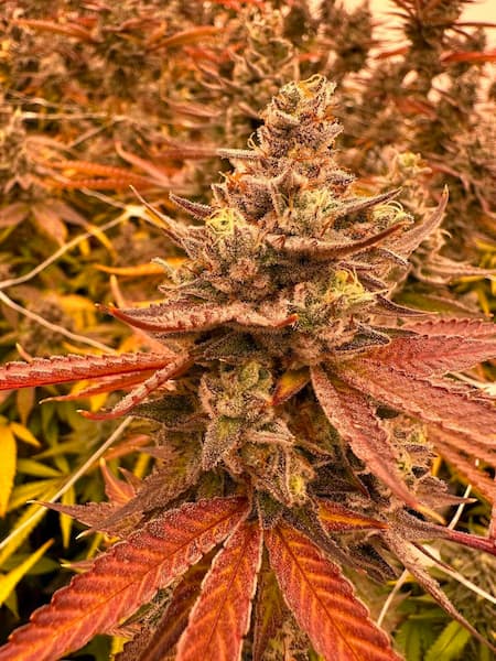 Fancy Donrouch Seed > R-Kiem Seeds | Feminized Cannabis   |  Indica