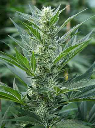 Far Out > Mandala Seeds | Semillas feminizadas  |  Sativa