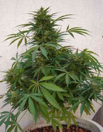 Far Out > Mandala Seeds | Semillas feminizadas  |  Sativa