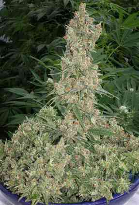 Far Out > Mandala Seeds | Feminisierte Hanfsamen  |  Sativa