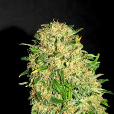 Gypsy Kush > Kannabia Seeds | Semillas feminizadas  |  Híbrido