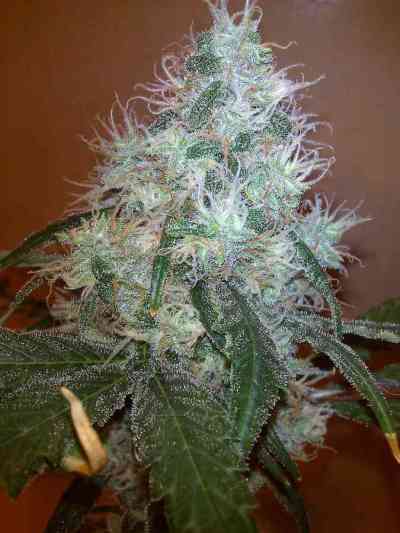 Gypsy Kush > Kannabia Seeds | Feminisierte Hanfsamen  |  Hybrid