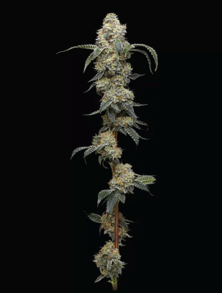 Farmer’s Daughter > Humboldt Seed Company | Semillas feminizadas  |  Híbrido