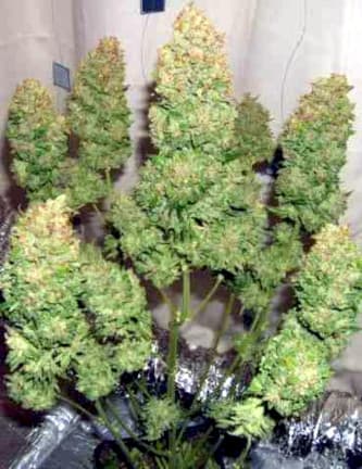 Fast Bud #2 Auto > Sweet Seeds | Autoflowering Hanfsamen  |  Hybrid