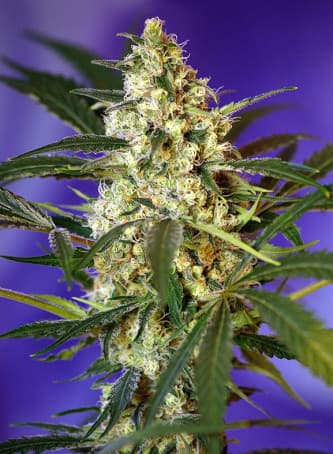 Fast Bud #2 Auto > Sweet Seeds | Autoflowering Hanfsamen  |  Hybrid