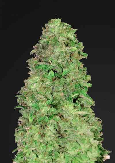 CBD Auto 20:1 > Fast Buds Company | CBD cannabis seeds  |  Hybrid