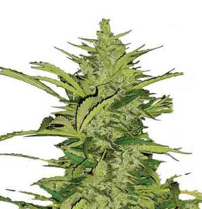 Fast Eddy Automatic > Royal Queen Seeds