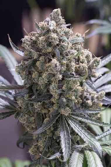 Fast Flowering Green Crack > Humboldt Seed Organization | Feminized Marijuana   |  hybrid