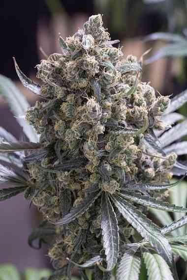 Fast Flowering Green Crack > Humboldt Seed Organization