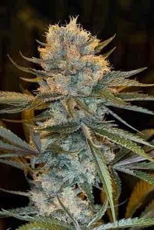 Fast Old School Skunk 2.0 > LaMota Seeds | Semillas feminizadas  |  Híbrido