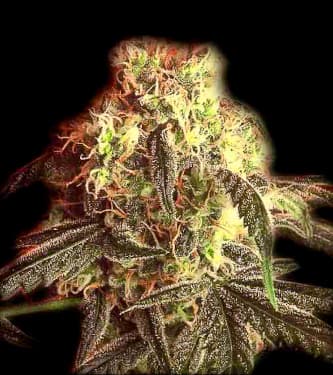 Fast Ryder I > Bulldog Seeds | Autoflowering Cannabis   |  Indica